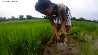 Chica Asiática Amateur En El Campo De Arroz